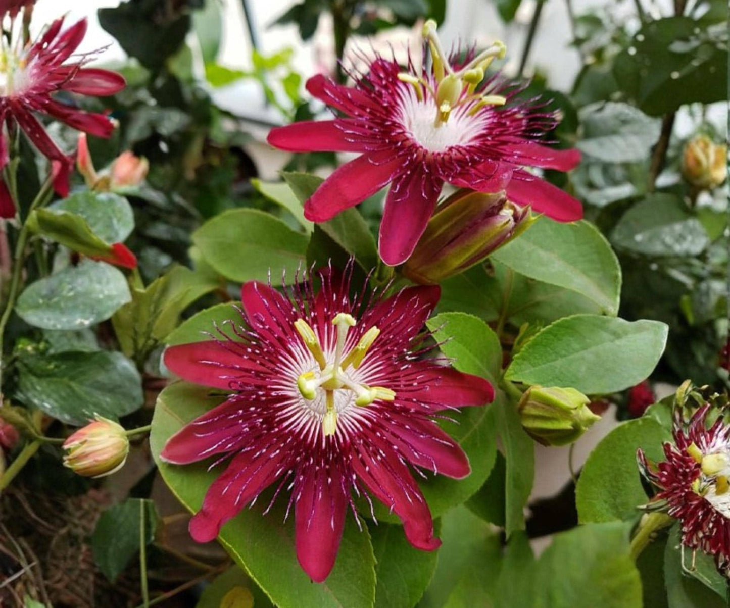Lady Margaret Passion Flower Vine Live Starter Plant, Red Burgundy Passiflora Climbing Tropical, Vining Passion Flower Plant