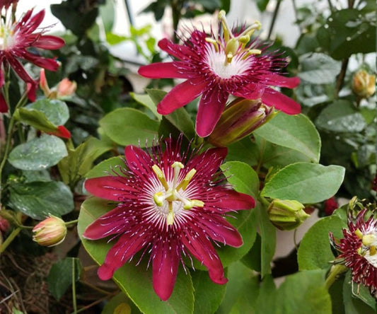 Lady Margaret Passion Flower Vine Live Starter Plant, Red Burgundy Passiflora Climbing Tropical, Vining Passion Flower Plant