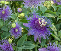 Maypop Passionflower Vine Live Starter Plant – Climbing Passiflora Incarnata with Edible Purple Fruit
