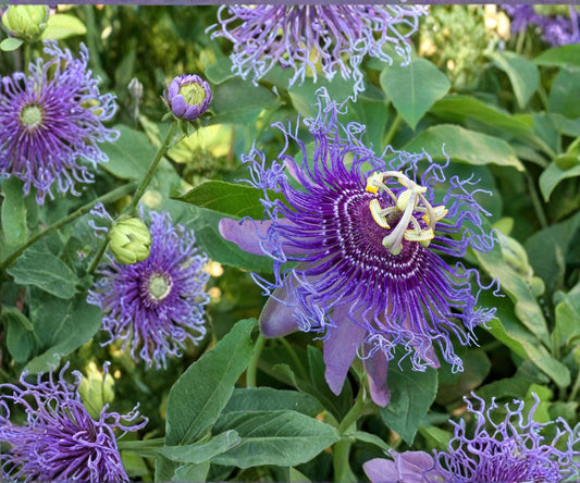 Maypop Passionflower Vine Live Starter Plant – Climbing Passiflora Incarnata with Edible Purple Fruit