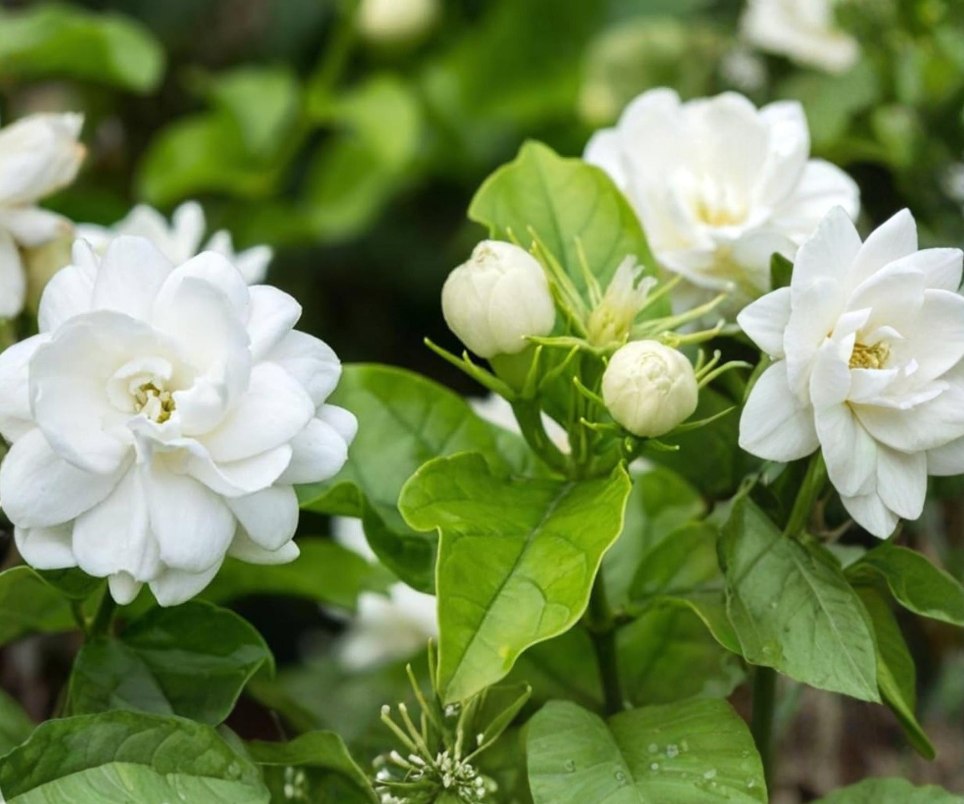 Maid of Orleans Jasmine Live Starter Plant – Jasminum sambac Fragrant White Flowers Indoor Outdoor