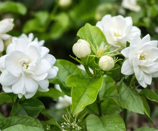 Maid of Orleans Jasmine Live Starter Plant – Jasminum sambac Fragrant White Flowers Indoor Outdoor