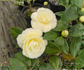 Camellia japonica ‘Lemon Glow’ – Live Evergreen Flowering Shrub with Yellow-Pink Blooms, Starter Plant