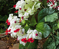 Bleeding Heart Vine Live Starter Plant, Clerodendrum thomsoniae, Tropical Red & White Flowering Climber, Container & Trellis Plant