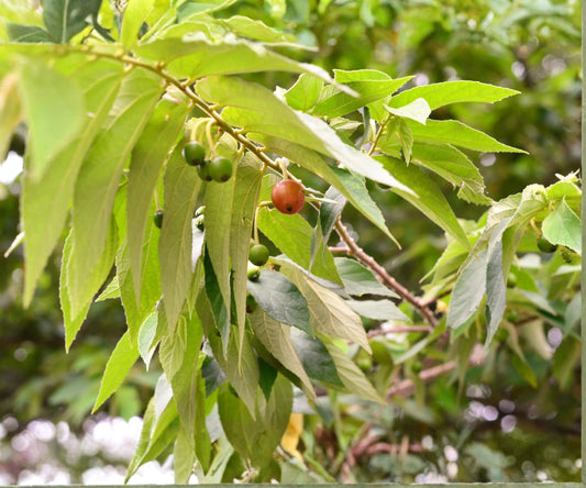 Jamaican Cherry Tree Live Starter Plant – Tropical Muntingia calabura Edible Fruit Tree