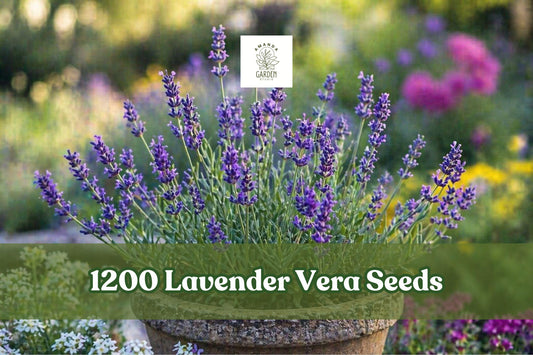 Lavender Vera Seeds, 1200+ Fragrant Lavandula angustifolia Herb Garden, Compact Purple Blooms, Drought-Tolerant, Perennial Plant