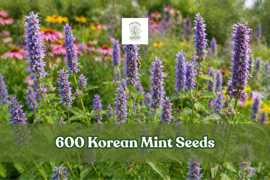 Korean Mint Seeds, Agastache rugosa, Perennial Herb, Aromatic Foliage, Purple Flowers, 600+ Seeds for Garden, Borders, Containers