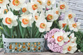 Pink Charm Daffodil Bulbs – Narcissus perennials, spring flowering bulbs, pink cup with white petals, outdoor garden planting