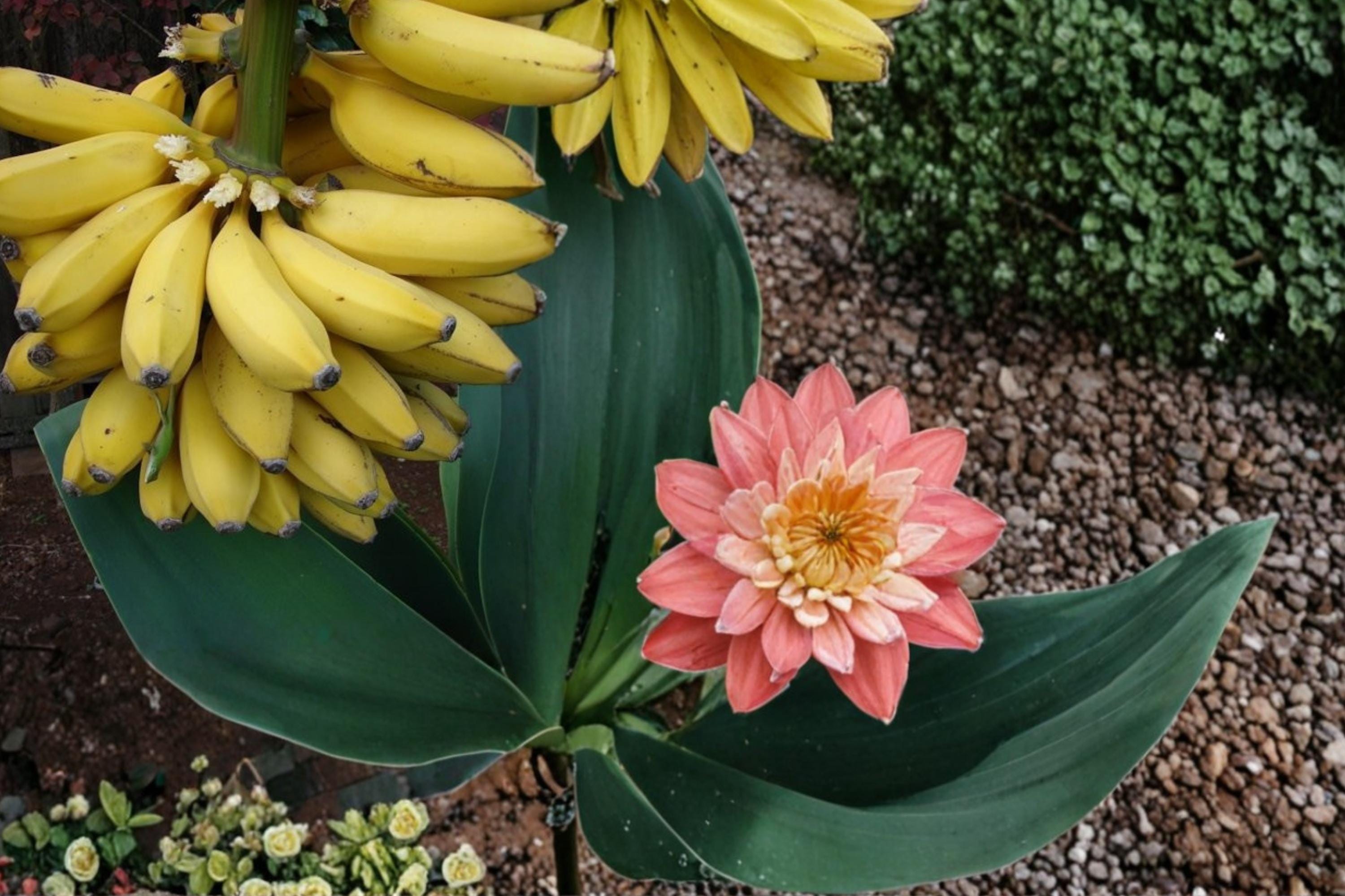 Banana Seeds – Musa Tropical Fruit Plant with Large Green Foliage, Fast-Growing Perennial