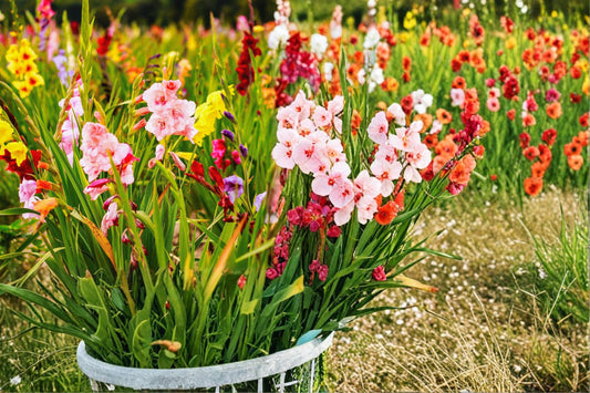 Mixed Color Gladiolus Bulbs – 20 Bulbs, Perennial Flowering Corm, Tall Upright Blooms, Garden Bed & Border Plant