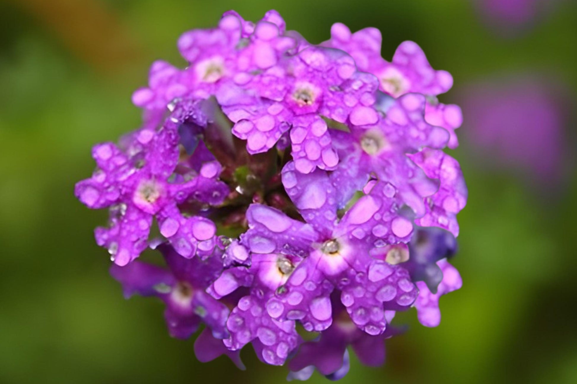 Moss Verbena Seeds 100 Pack, Verbena tenuisecta, Low-Growing Ground Cover, Drought Tolerant, Vibrant Purple Blooms