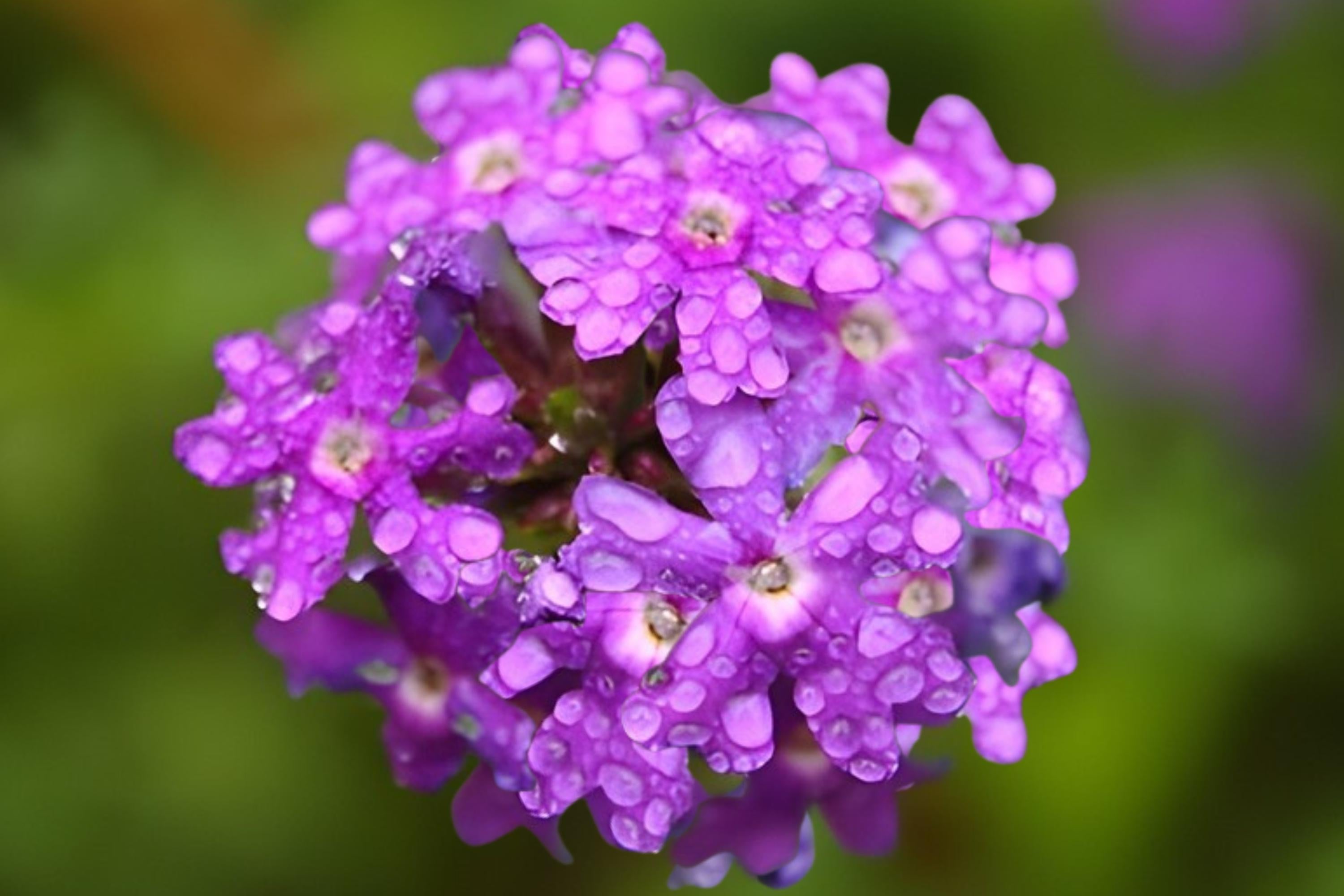Moss Verbena Seeds 100 Pack, Verbena tenuisecta, Low-Growing Ground Cover, Drought Tolerant, Vibrant Purple Blooms