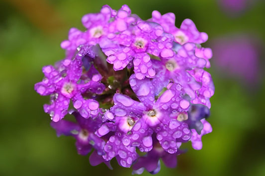 Moss Verbena Seeds 100 Pack, Verbena tenuisecta, Low-Growing Ground Cover, Drought Tolerant, Vibrant Purple Blooms