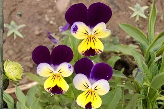 Johnny Jump Up Viola Seeds - Heirloom Flower with Purple, Yellow, White Faces - Viola tricolor for Borders & Containers