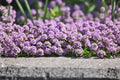 Creeping Thyme Herb Seeds 100 Pack, Thymus serpyllum, Drought Tolerant Ground Cover, Fragrant, Pollinator-Friendly, Easy to Grow