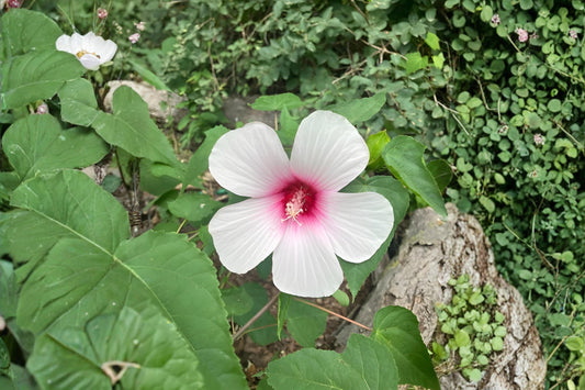 Hibiscus Seeds - Rose Mallow (Hibiscus militaris) - Native Wetland Plant for Pollinator Gardens & Rain Gardens