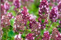 Wild Thyme Seeds (100) | Fragrant Perennial Herb with Purple Flowers | Thymus pulegioides for Culinary, Ground Cover & Pollinator Gardens