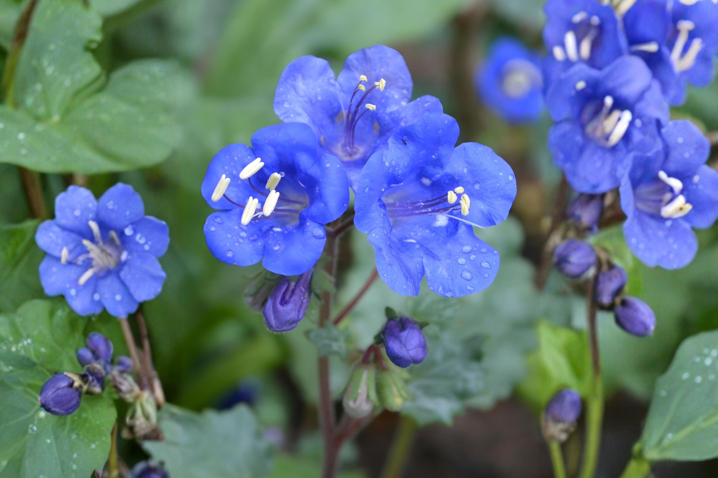 California Bluebells Seeds – Phacelia campanularia Wildflower for Gardens, Borders & Pollinator Habitats, Vivid Deep Blue Bell-Shaped Blooms
