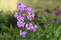 Dame’s Rocket Seeds (100) – Fragrant Night-Scented Gilliflower, Hesperis matronalis, Cottage Garden, Pollinator-Friendly, Easy to Grow