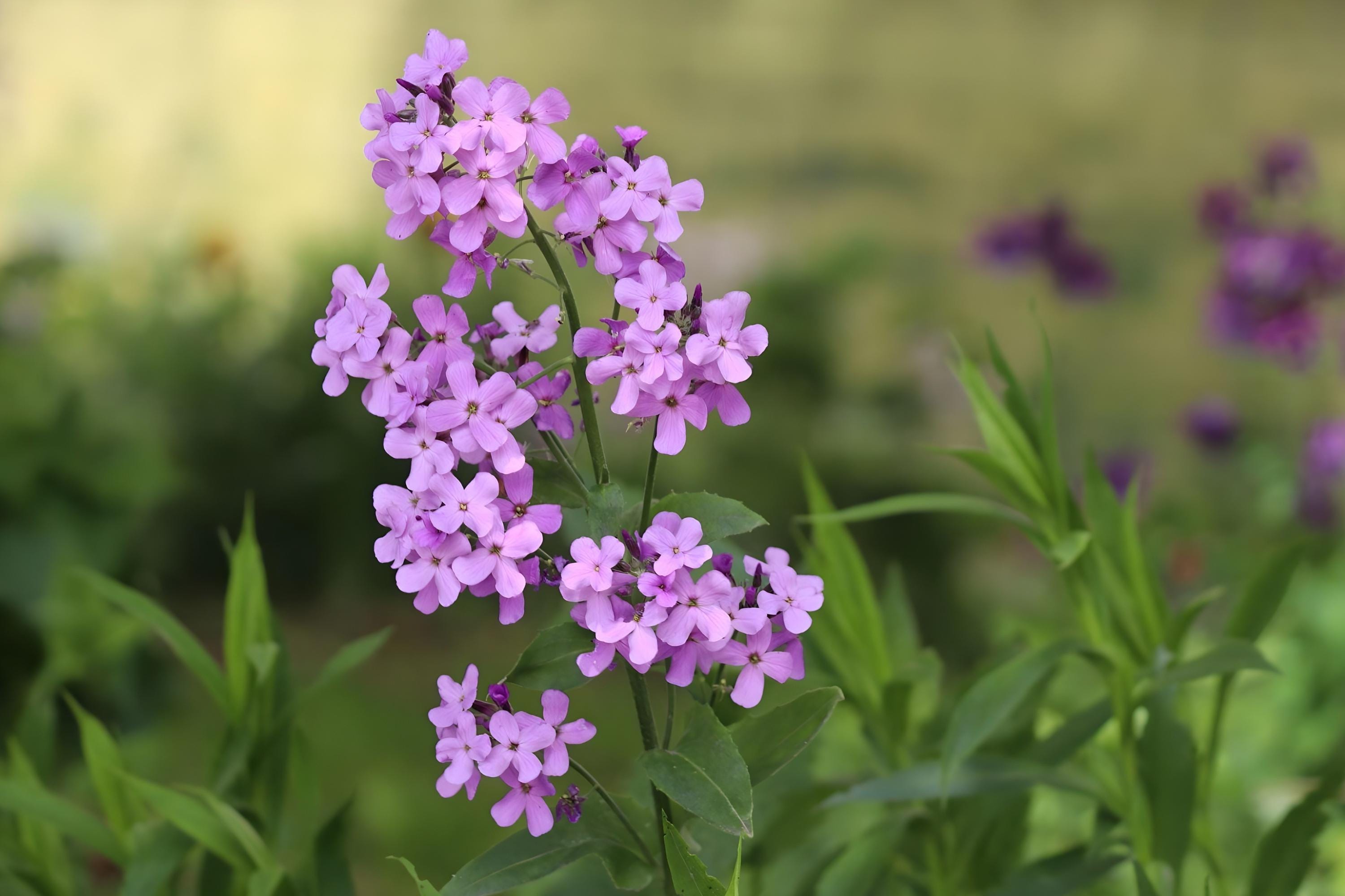 Dame’s Rocket Seeds (100) – Fragrant Night-Scented Gilliflower, Hesperis matronalis, Cottage Garden, Pollinator-Friendly, Easy to Grow