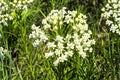 Whorled Milkweed Seeds (Asclepias verticillata) – Native, Drought Tolerant, Pollinator-Friendly, 30 Seeds