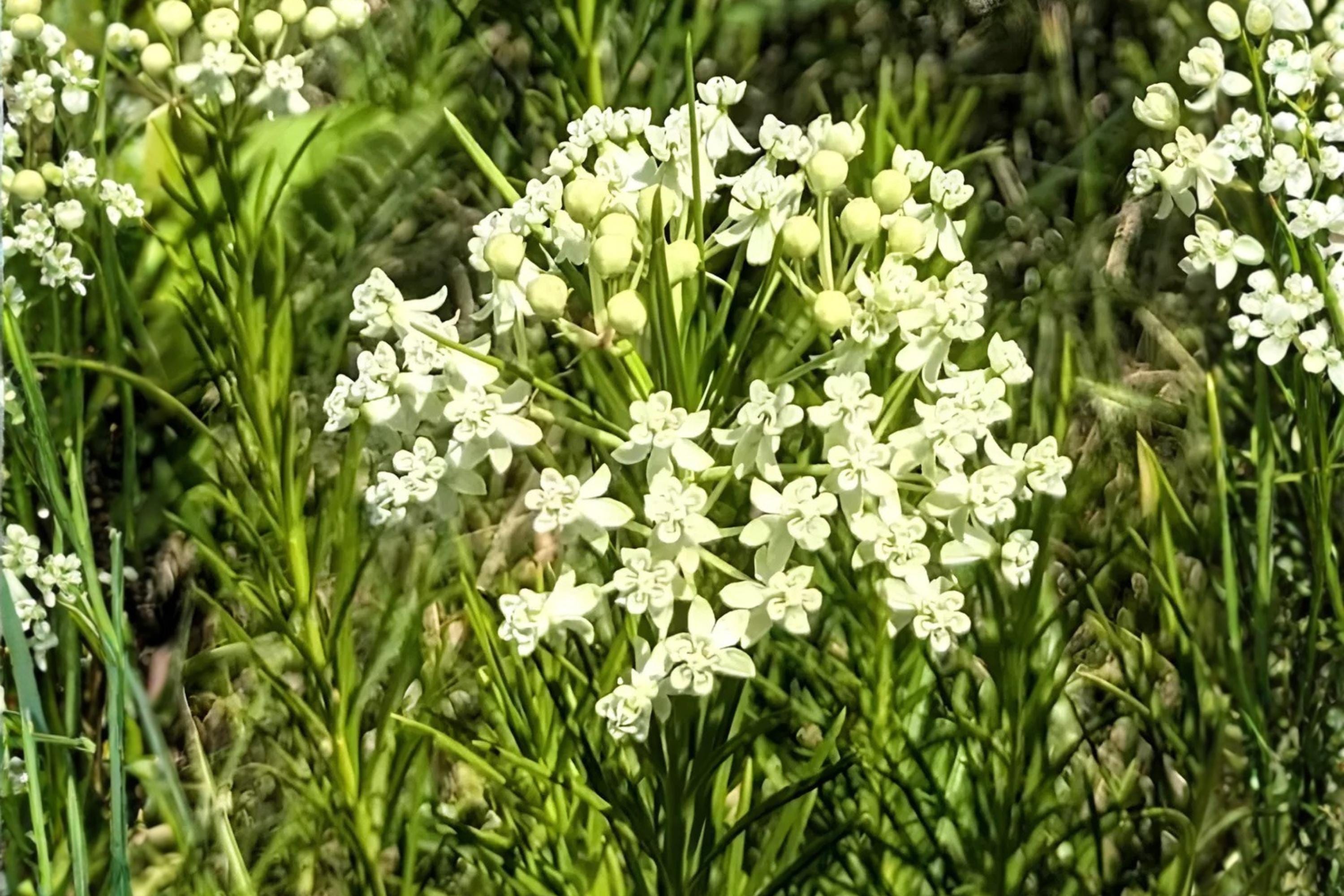 Whorled Milkweed Seeds (Asclepias verticillata) – Native, Drought Tolerant, Pollinator-Friendly, 30 Seeds