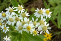 Flat-Topped Aster Seeds (100) | Native Wildflower for Pollinators | Doellingeria umbellata