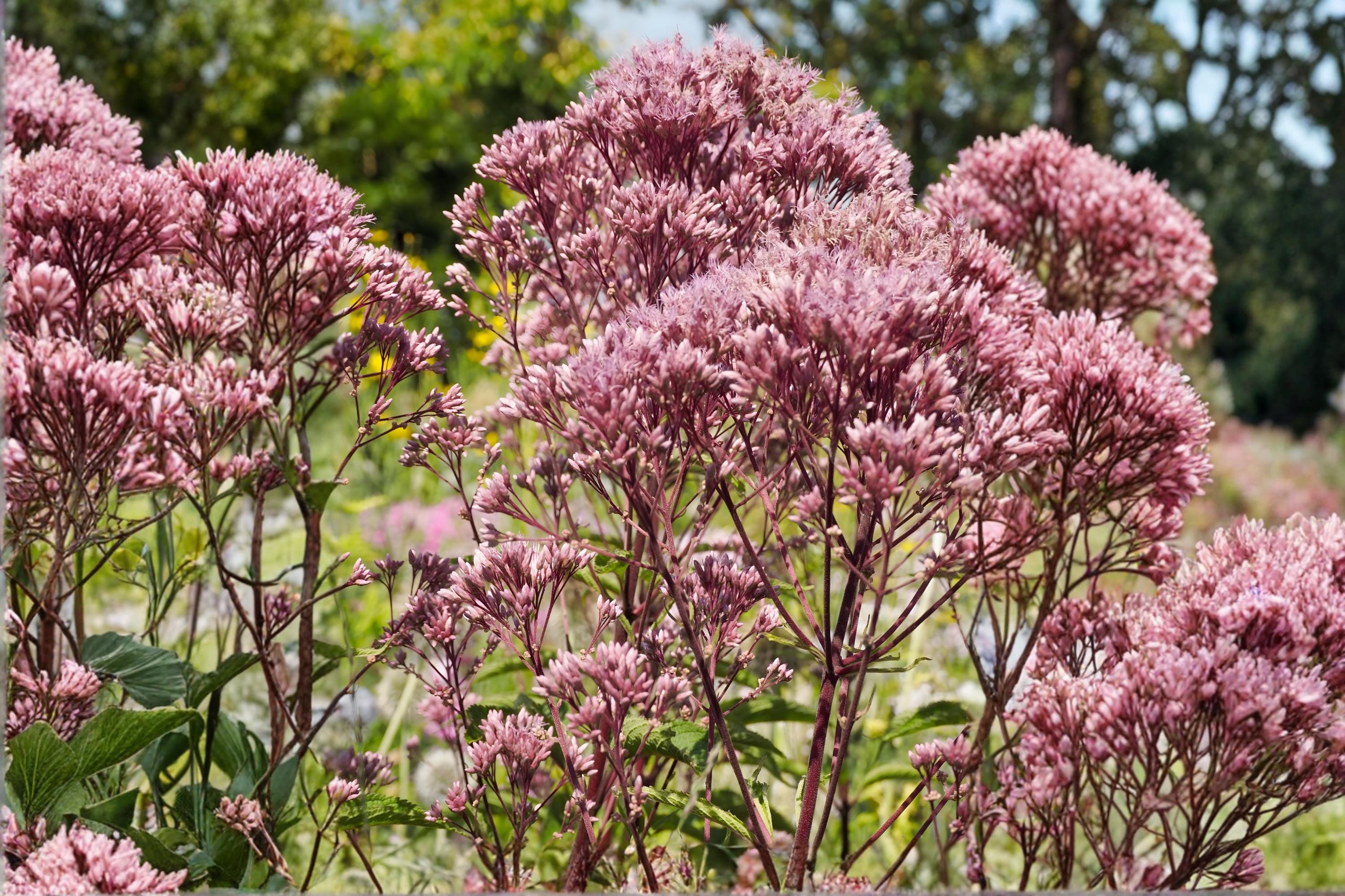 Spotted Joe Pye Weed Seeds 100 Pack | Native Wildflower for Pollinators | Eutrochium maculatum