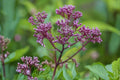 Sweet Joe Pye Weed Seeds, Eutrochium purpureum, Purple Pollinator Wildflower, Butterfly and Bee Attractant, Native Garden Plant