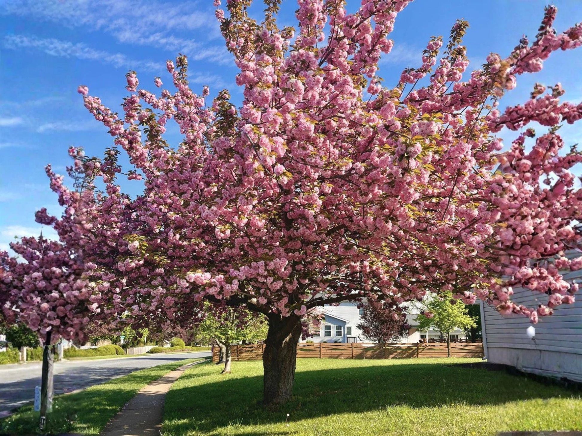 Kwanzan Cherry Tree – Live Ornamental Flowering Plant with Double Pink Blossoms, Prunus serrulata ‘Kanzan’
