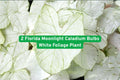 Florida Moonlight Caladium Bulbs – White Foliage Tropical Plant, Shade Garden, Container, Caladium bicolor