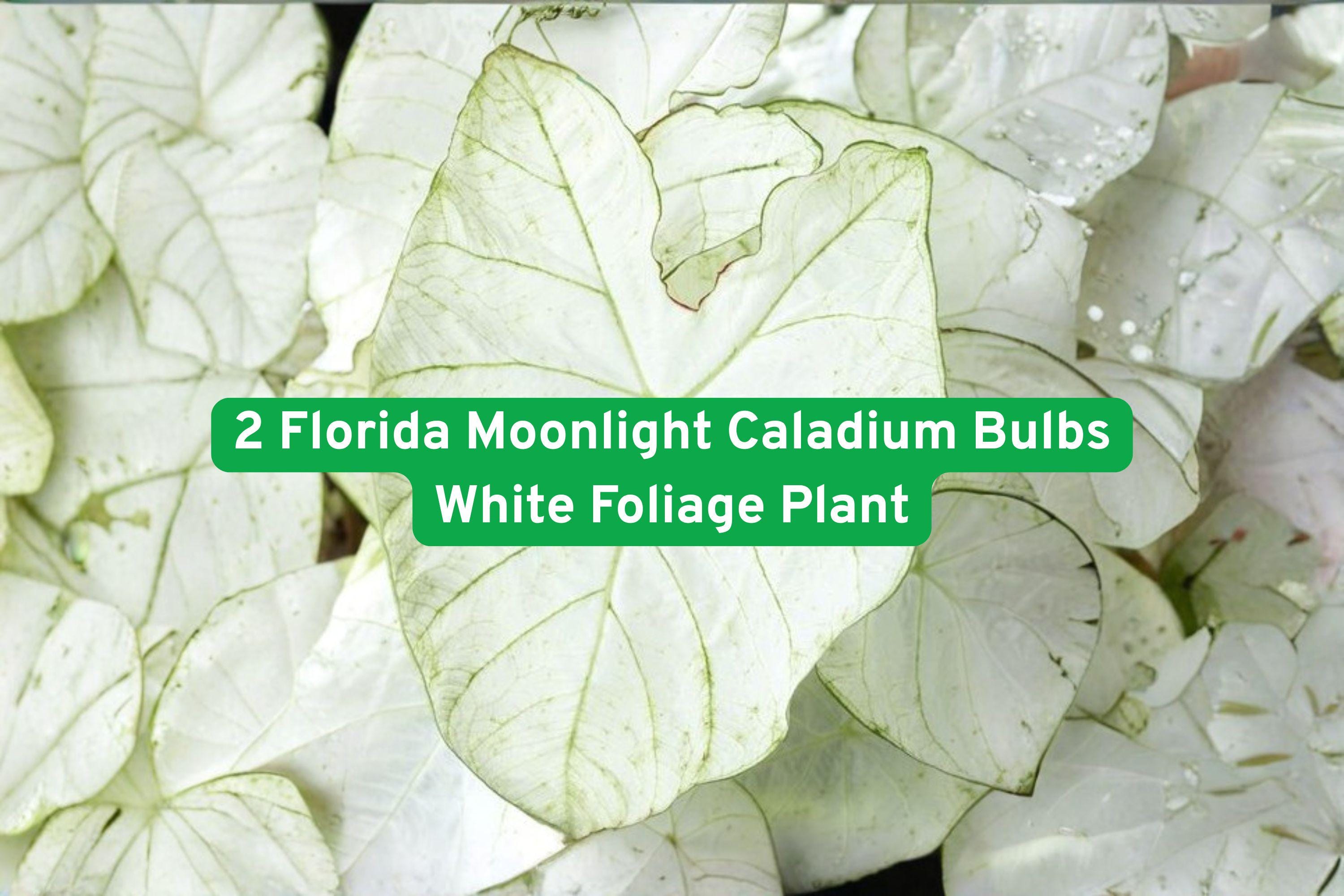 Florida Moonlight Caladium Bulbs – White Foliage Tropical Plant, Shade Garden, Container, Caladium bicolor