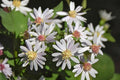 Drummond’s Aster Seeds 100 Pack | Native Wildflower for Gardens & Prairies | Symphyotrichum drummondii