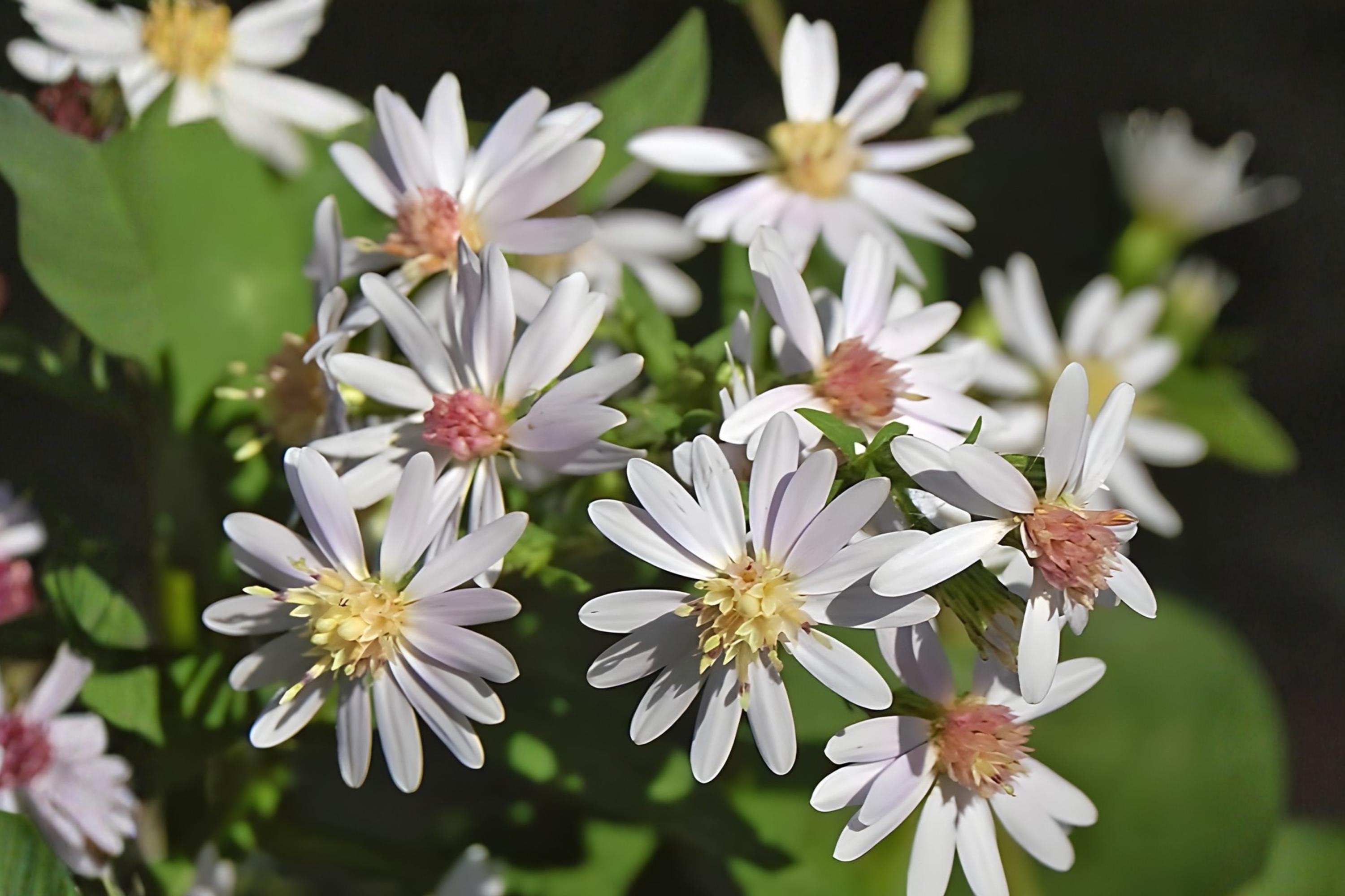 Drummond’s Aster Seeds 100 Pack | Native Wildflower for Gardens & Prairies | Symphyotrichum drummondii