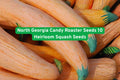 North Georgia Candy Roaster Seeds – Heirloom Winter Squash, Cucurbita maxima, Sweet Flavor, Long Storage, Edible Garden
