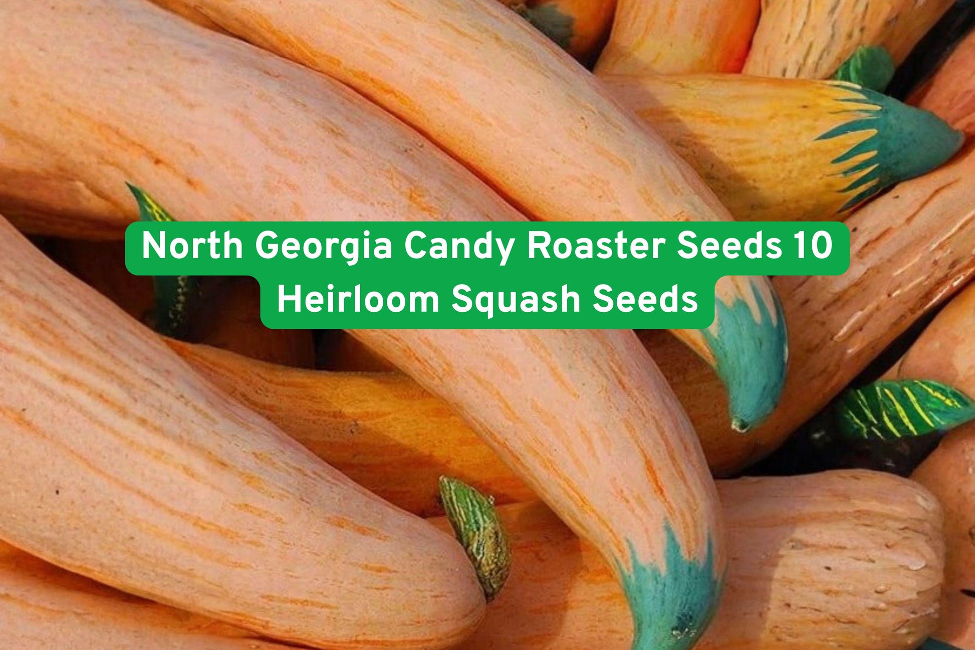 North Georgia Candy Roaster Seeds – Heirloom Winter Squash, Cucurbita maxima, Sweet Flavor, Long Storage, Edible Garden