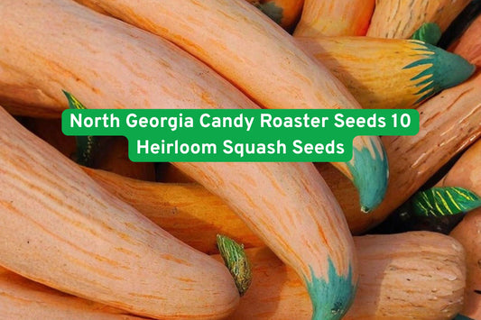 North Georgia Candy Roaster Seeds – Heirloom Winter Squash, Cucurbita maxima, Sweet Flavor, Long Storage, Edible Garden