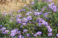 Smooth Blue Aster Seeds – Native Wildflower with Lavender Blooms, Symphyotrichum laeve, Drought Tolerant, Pollinator-Friendly, 100 Seeds