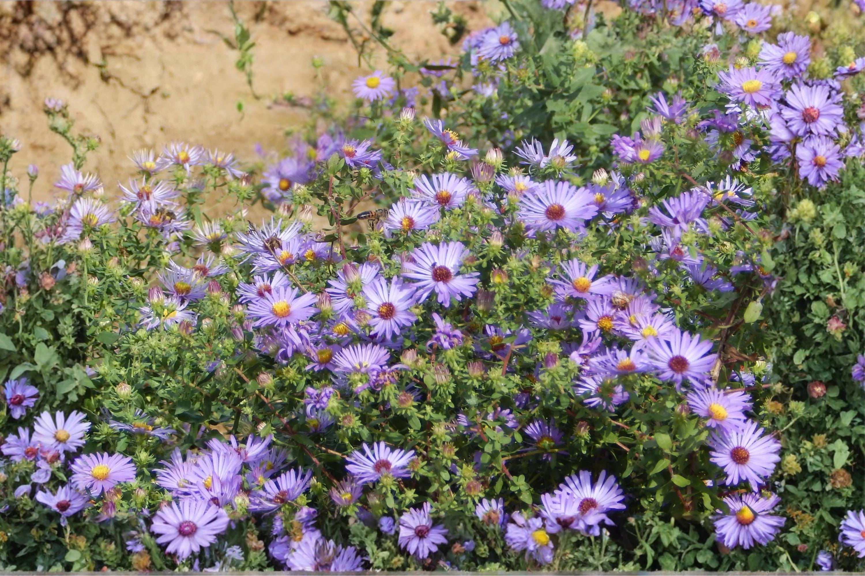 Smooth Blue Aster Seeds – Native Wildflower with Lavender Blooms, Symphyotrichum laeve, Drought Tolerant, Pollinator-Friendly, 100 Seeds