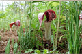 Jack-in-the-Pulpit Seeds – Herbaceous Perennial, Arisaema triphyllum, Shade Garden, Woodland Plant, Green to Purple Spathe