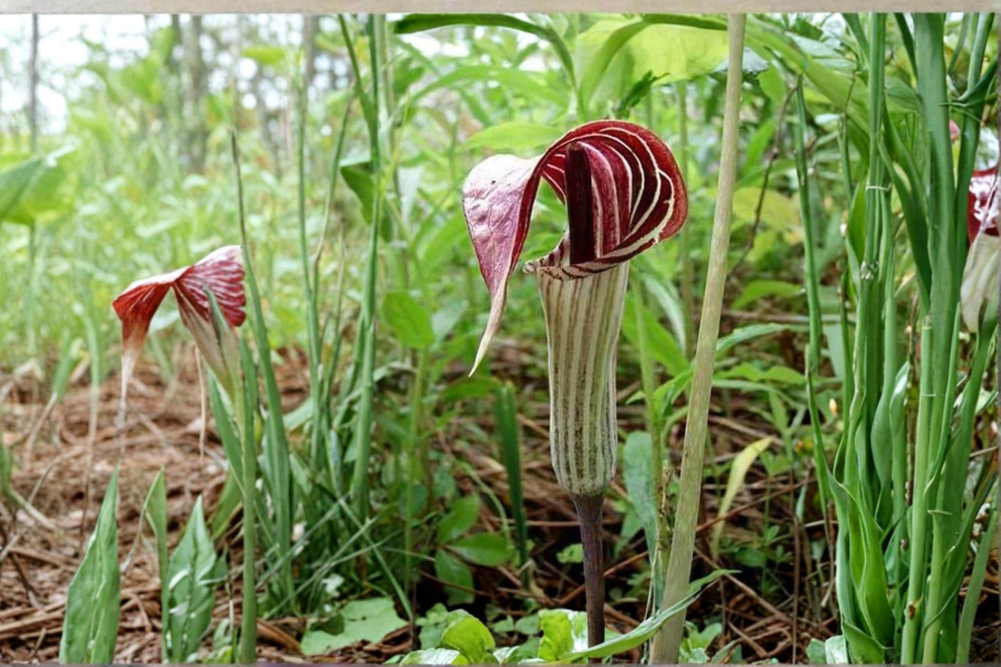 Jack-in-the-Pulpit Seeds – Herbaceous Perennial, Arisaema triphyllum, Shade Garden, Woodland Plant, Green to Purple Spathe