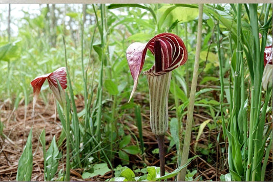 Jack-in-the-Pulpit Seeds – Herbaceous Perennial, Arisaema triphyllum, Shade Garden, Woodland Plant, Green to Purple Spathe