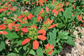 Fire on the Mountain Herbaceous Annual Seeds – Euphorbia cyathophora with Red and White Bracts, Wildflower Garden, Border Plant