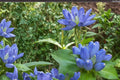 Bottle Gentian Seeds – Gentiana andrewsii, Native Perennial with Deep Blue Bottle-Shaped Flowers, 100 Seeds