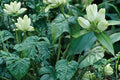 Cream Gentian Seeds – Gentiana flavida, Pale Yellow to Cream, Perennial Wildflower, Meadow & Woodland Plant, 100 Seeds