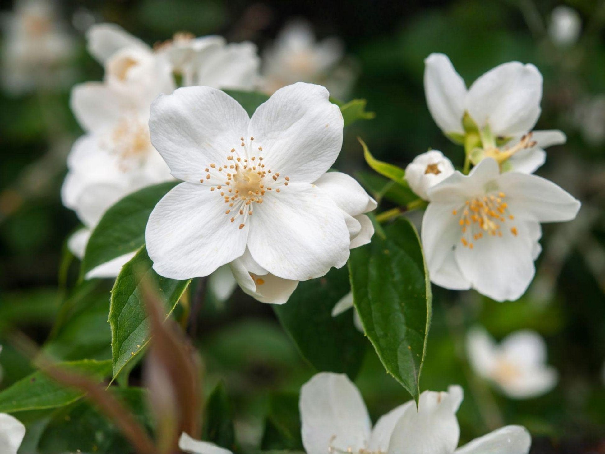 Live Mock Orange Shrubs – Fragrant White Bloom Garden Hedge, Philadelphus coronarius, 12–18 in