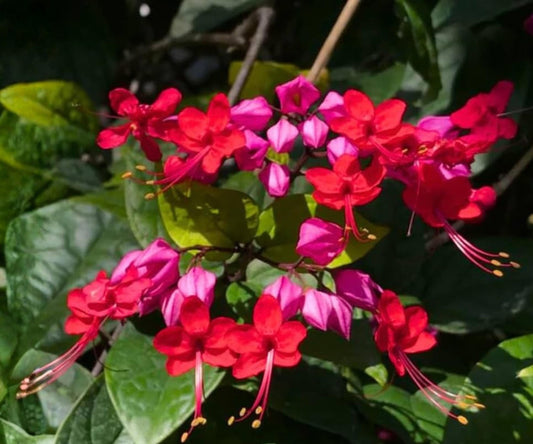 Java Red Bleeding Heart Vine Starter Plant – Clerodendrum Delectum Tropical Climbing Vine with Red & Purple Flowers