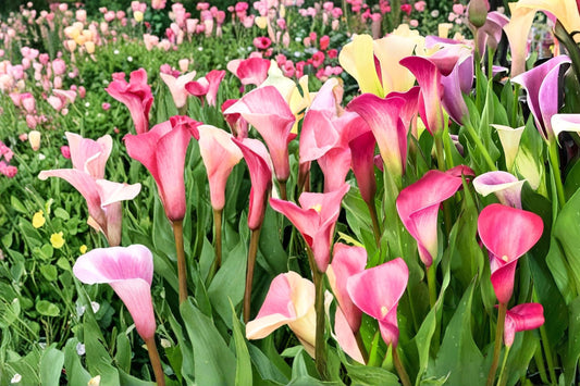 Mixed Calla Lily Bulbs – Zantedeschia, Trumpet-Shaped Flowers, Perennial Garden & Container Planting