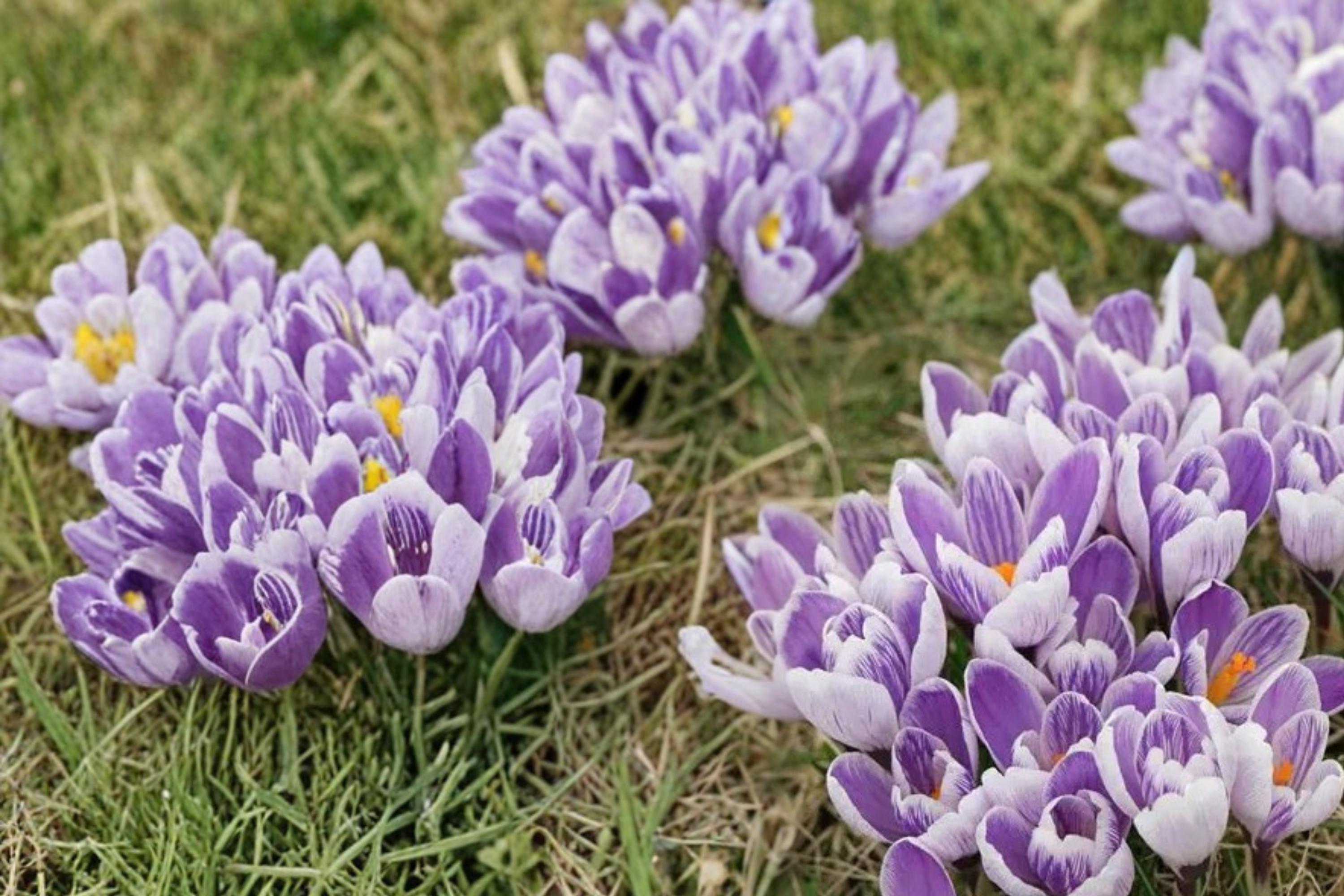 Pickwick Crocus Bulbs – 25 Pack, Striped Purple & White Flowers, Early Spring Blooming, Perennial Crocus Bulbs for Garden Beds & Borders