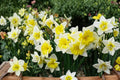 Prom Dance Daffodil Bulbs – Narcissus, Double Layered Yellow and Orange Spring Flower Bulbs, Perennial Garden Bulb
